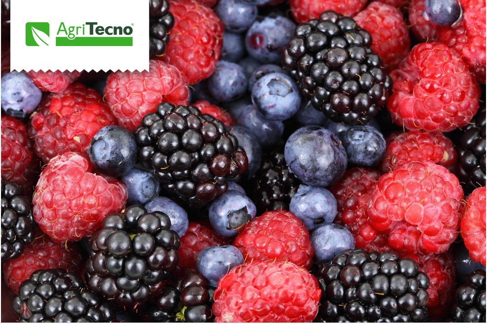 Nuestras soluciones AgriTecno para #berries
#TecaminMax: Aminoácido especifico para situaciones de Estrés. 
#TecaminBrix: Para Engorde, y aumentar Grados Brix.
#Agriful: promueve la emisión de nuevas …