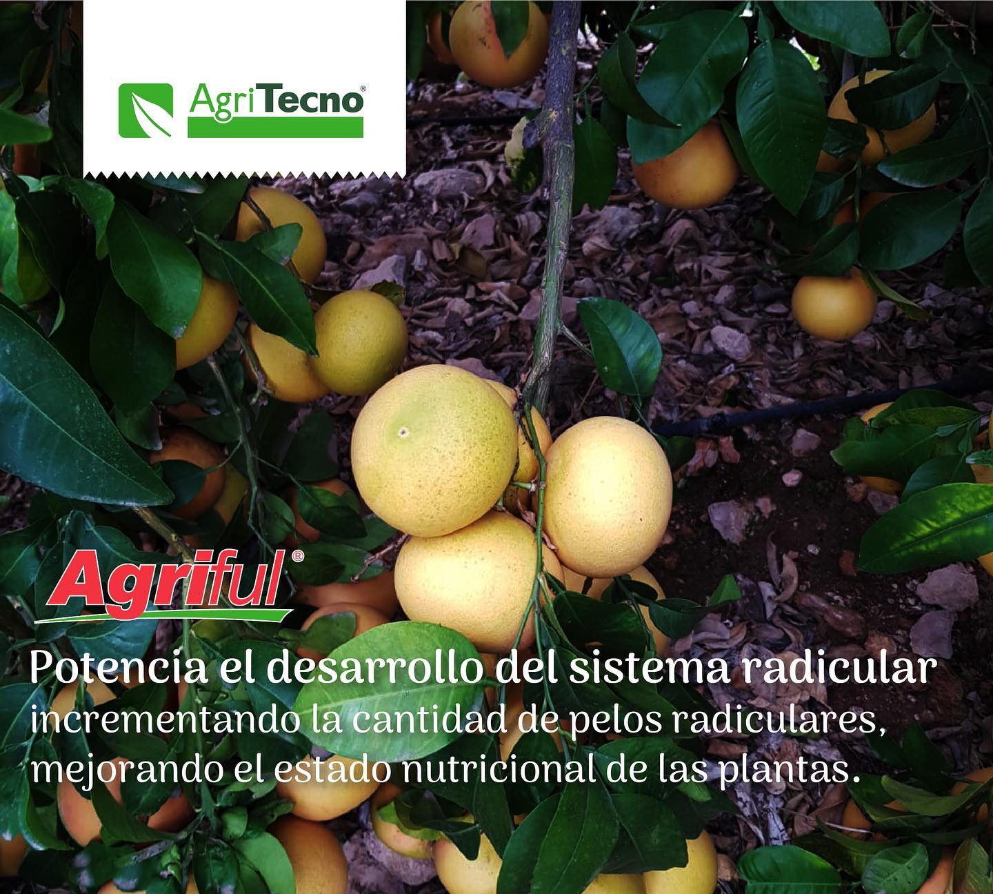 #Agriful para #citricos  #pomelo #toronja #grapefruit
