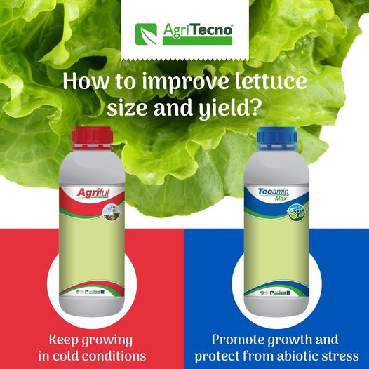 IMPROVE LETTUCE SIZE AND YIELD!