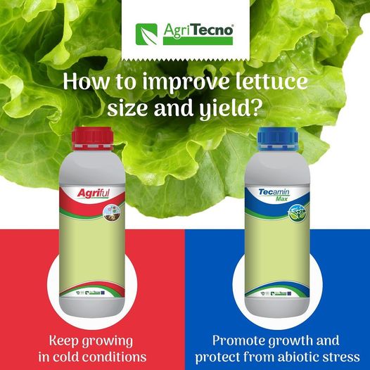 IMPROVE #LETTUCE SIZE AND #YIELD!⠀