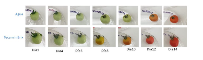 #TecaminBrix in #preripening:
 – Promotes post-harvest ripening
 – Advances fruit ripening
 – Coloring is more intense