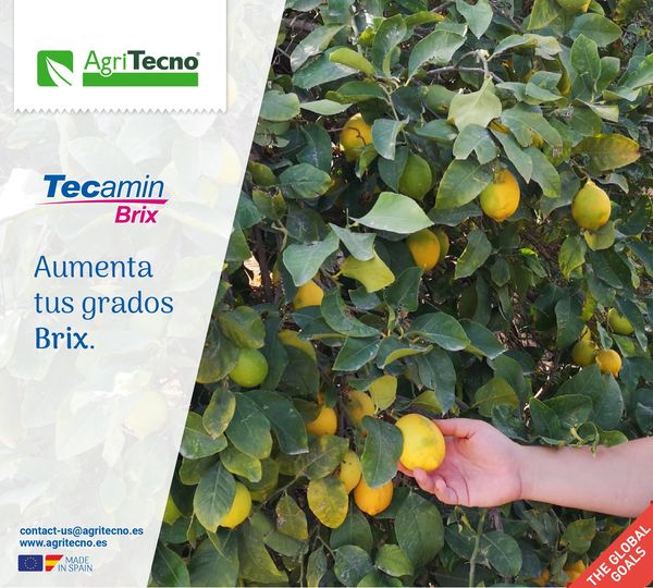 #TecaminBrix Impulsa el desarrollo del fruto, incrementa el tamaño de la fruta así como el color y el contenido de azucares, provocando una mejora cualitativa de los parámetros comerciales de los frut…