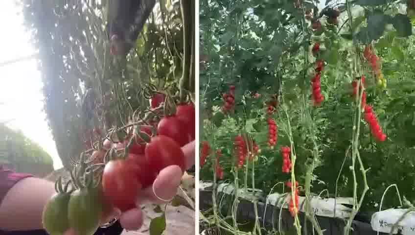 #cherrytomatoes #greenhouse