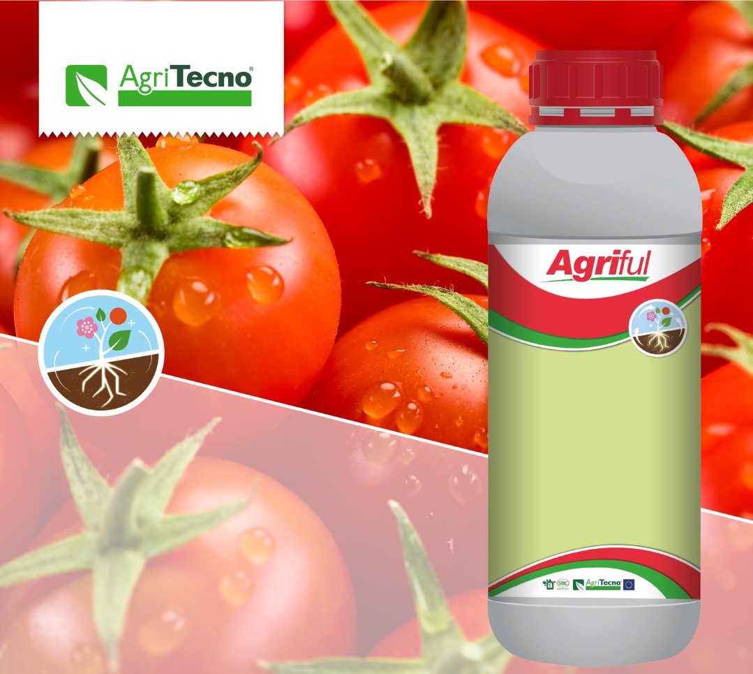 Frutos con mayor calidad aplicando #Agriful en tu cultivo de tomate  
  ¿Quieres saber más?  agritecno.es/es/portfolio/agriful/
 #Tomato #HealthyFood #Sustainability #Agriculture #Agro #Biodiversity #…