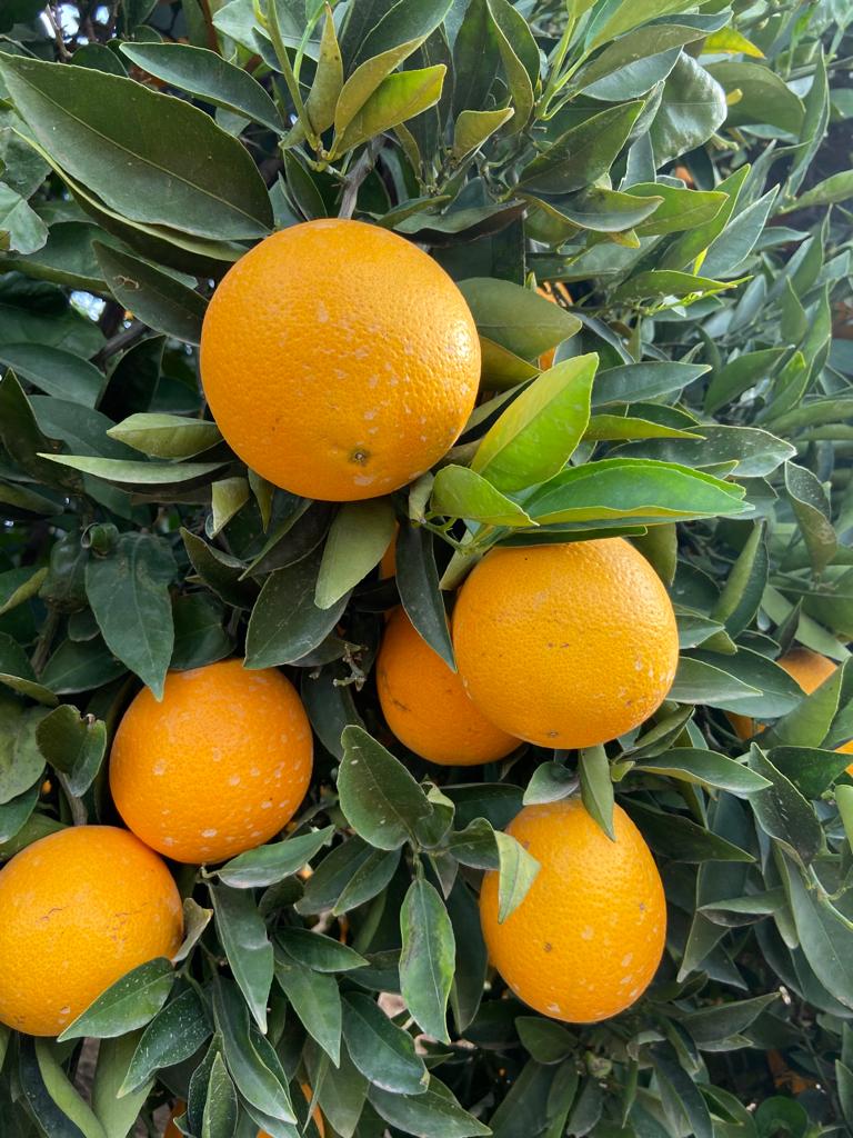 Frutos con mayor calidad aplicando bioestimulantes AgriTecno 
 Cultivo de naranjas 
  No dudes en consultaros  agritecno.es/es/contact/
 #HealthyFood #Sustainability #Agriculture #Agro #Biodiversity #…