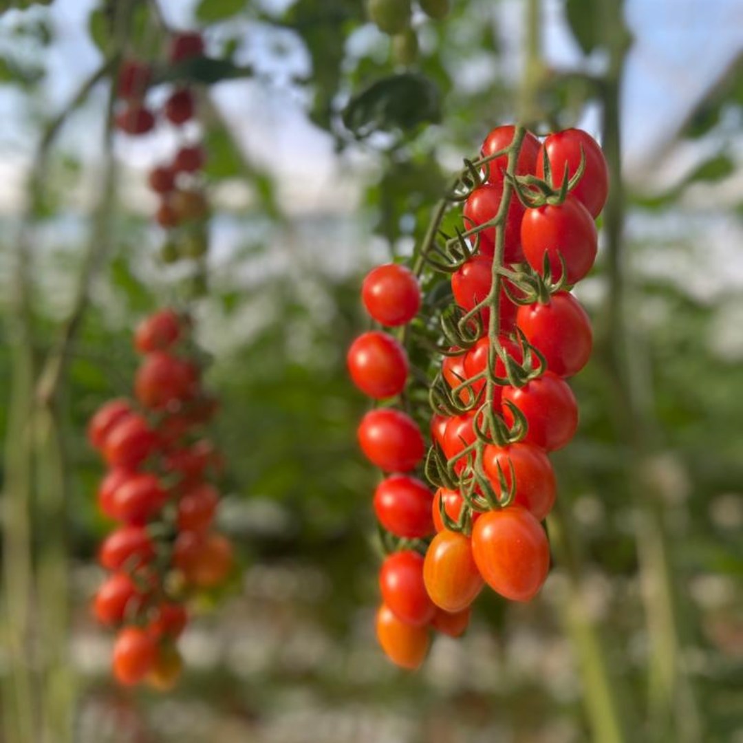 Obtén mayor cantidad de frutos por planta utilizando productos AgriTecno 
 Cultivo de Tomate 
  Más info  agritecno.es/es/contact/
 #HealthyFood #Sustainability #Agriculture #Agro #Biodiversity #Globa…